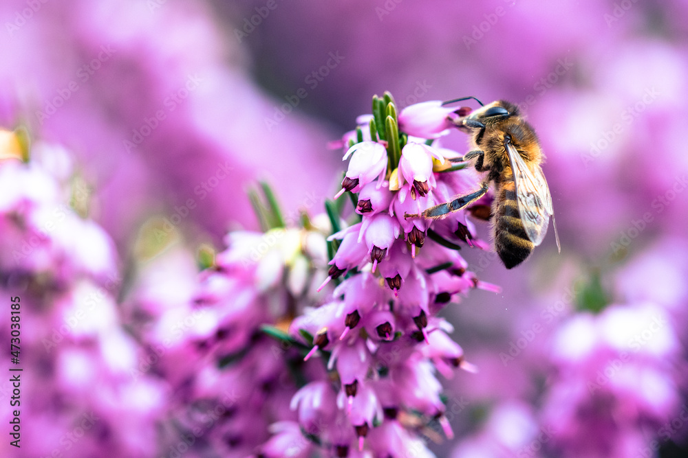 First sings of Spring, a lone bee on Erica × darleyensis flowers First sings of Spring, a lone bee on Erica × darleyensis flowers