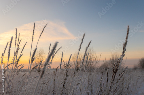 Selective focus of small dry ear of grass covered with snow in winter in sunset on blurred background
