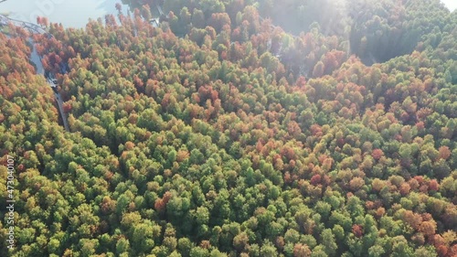 Autumn forest in hangzhou qingshan lake photo