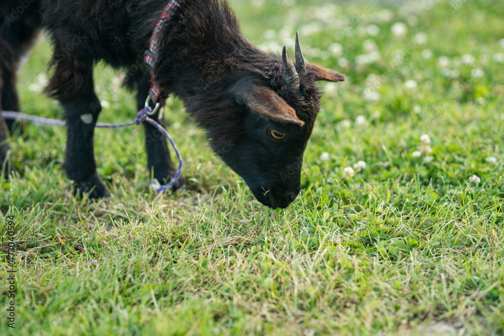 Funny goat. Head of silly looking black goat, closeup portrait with shallow depth of field, New Zealand