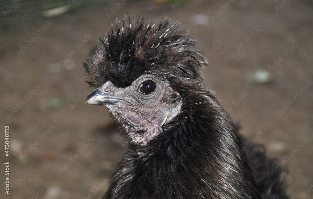 Fototapeta premium Galinha preta polonesa, cabeça de galinha poupa de penas na cabeça