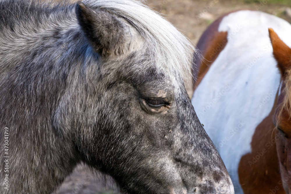 dark grey horse close-up. Estonia, Lagedi stable closeup picture dark grey horse close-up. Estonia, Lagedi stable closeup picture