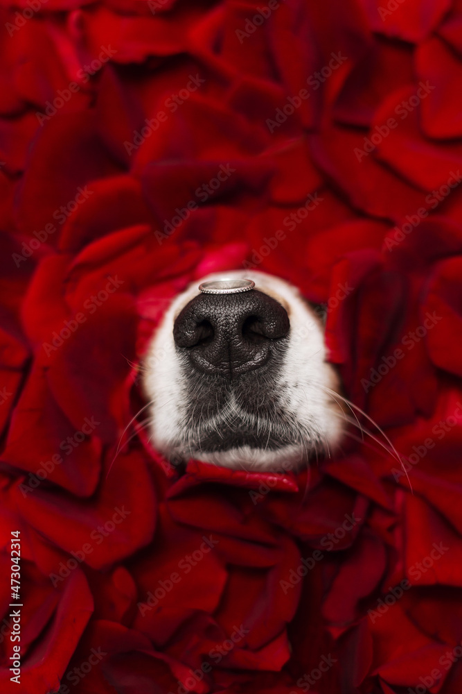 Ταπετσαρία funny aussi dog black nose in red rose petals with ring on nose