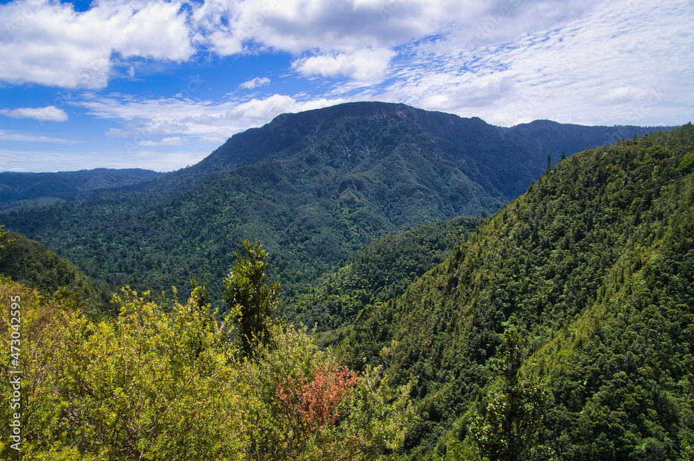 The densely forested landscape of Coromandel, North Island, New Zealand, above the valley of the Kauaeranga.
