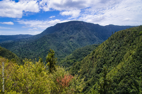 The densely forested landscape of Coromandel  North Island  New Zealand  above the valley of the Kauaeranga. 