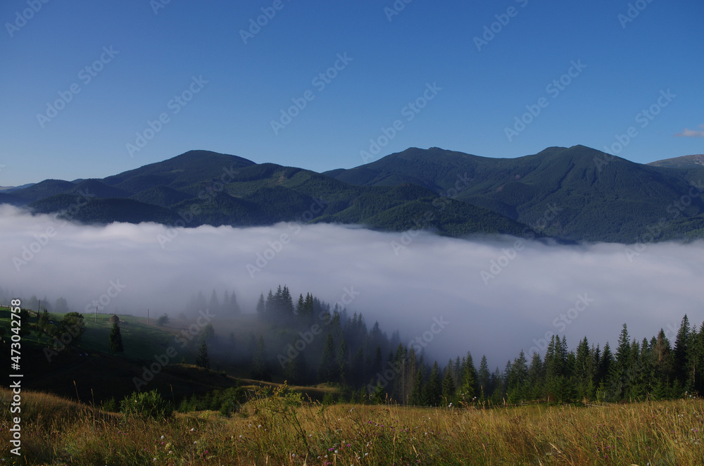 Mountain landscape with forest in the summer. Silhouettes of fir trees in the fog
