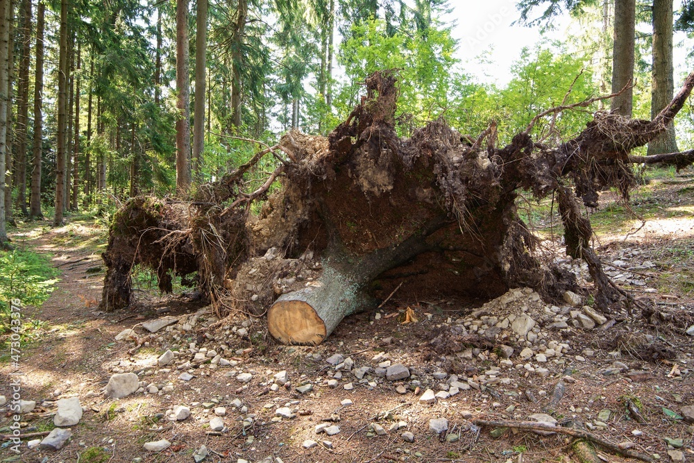 The root of the uprooted spruce at the sidewalk in the forest. The root of the uprooted spruce at the sidewalk in the forest.