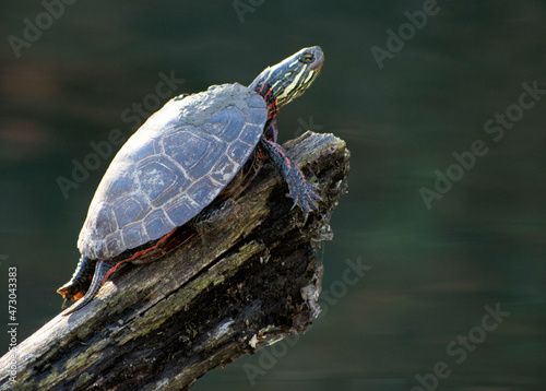 A turtle sits on a log over water.