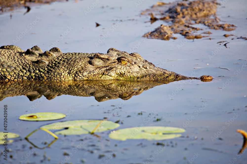 Obraz premium Salzwasserkrokodil