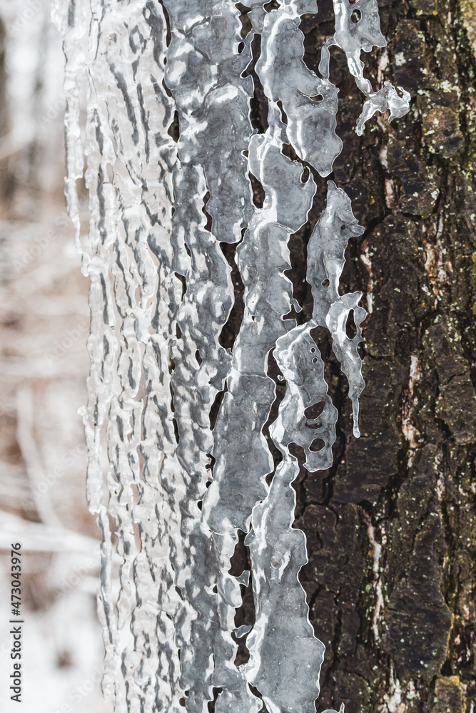 Obraz premium Ice curtain hanging on a tree trunk