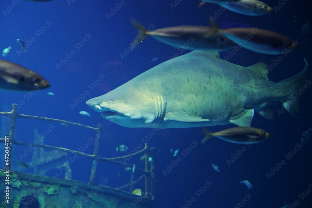 Fische unter Wasser Fische unter Wasser