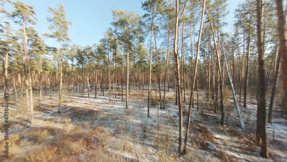Winter coniferous forest on a sunny day. Aerial view. Forest landscape. The camera flies through the trees Winter coniferous forest on a sunny day. Aerial view. Forest landscape. The camera flies through the trees