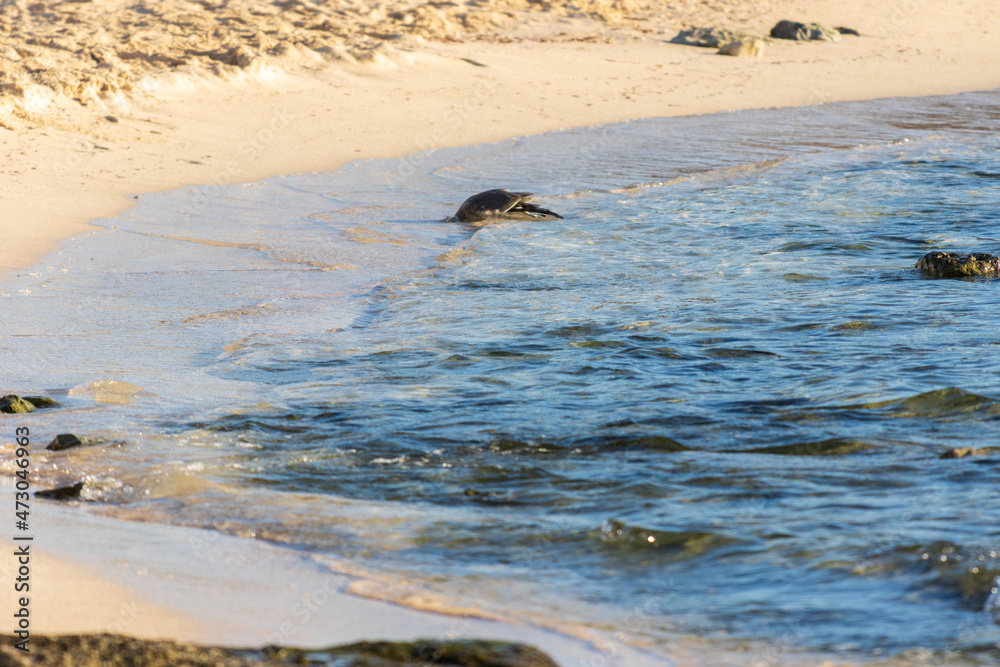 Fototapeta premium Gaviota reidora bañándose.