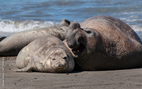 Elephant seal family, Peninsula Valdes, Patagonia, Argentina
