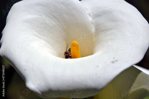 Une abeille butine un arum sur l'île de la Réunion