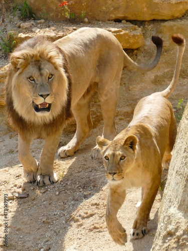 Fototapeta Naklejka Na Ścianę i Meble -  Vue rapprochée d’un couple de lions 
