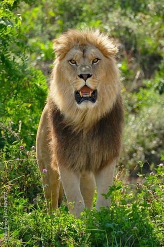Portrait d   un lion m  le