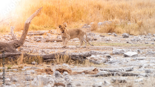 Lion cub in african savanna