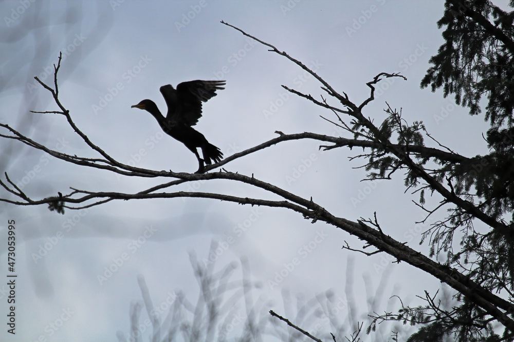 Silhouette of a Cormorant taking off from a tree branch