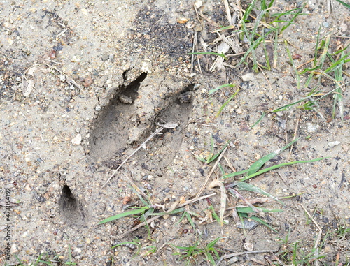 Trace of roe deer on the ground.