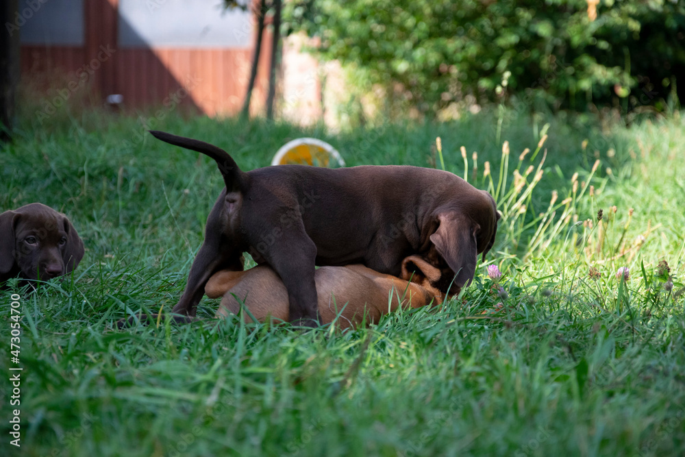 puppy in the grass puppy in the grass