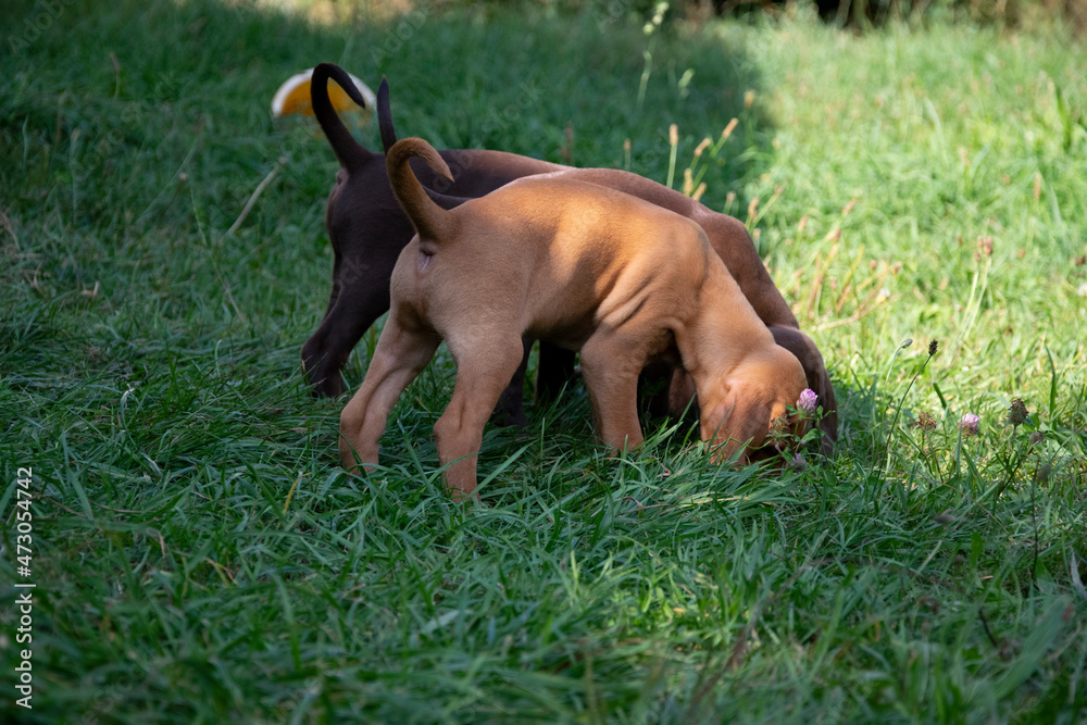 dog in the grass