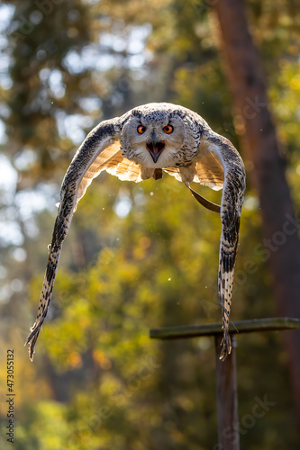 An eagle owl flying over a meadow next to a forest at a cloudy day in autumn.