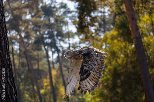 An eagle owl flying over a meadow next to a forest at a cloudy day in autumn.