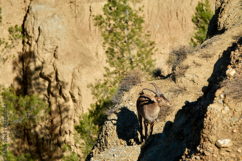 Young male ibex (Capra pyrenaica) walking through the badlands of Marchal, Granada (Spain) Young male ibex (Capra pyrenaica) walking through the badlands of Marchal, Granada (Spain)