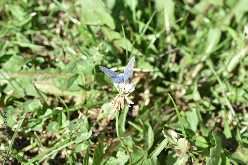 Small blue butterfly