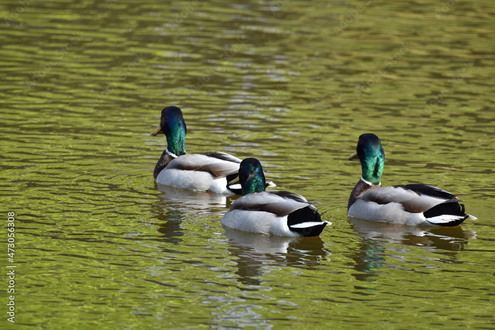 Obraz premium Ducks on water