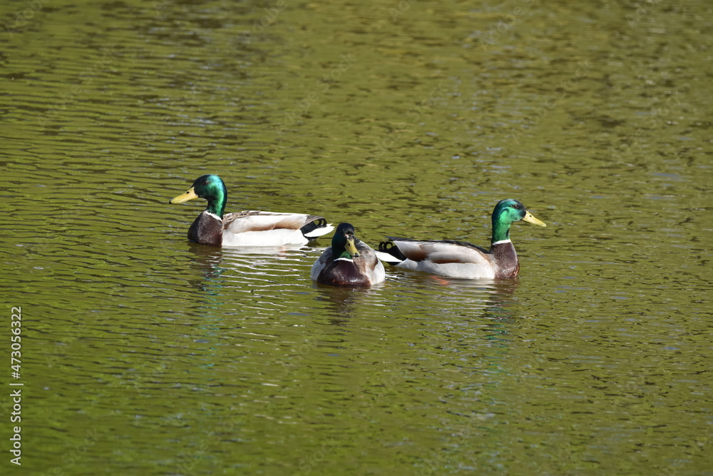 Fototapeta premium Ducks on water
