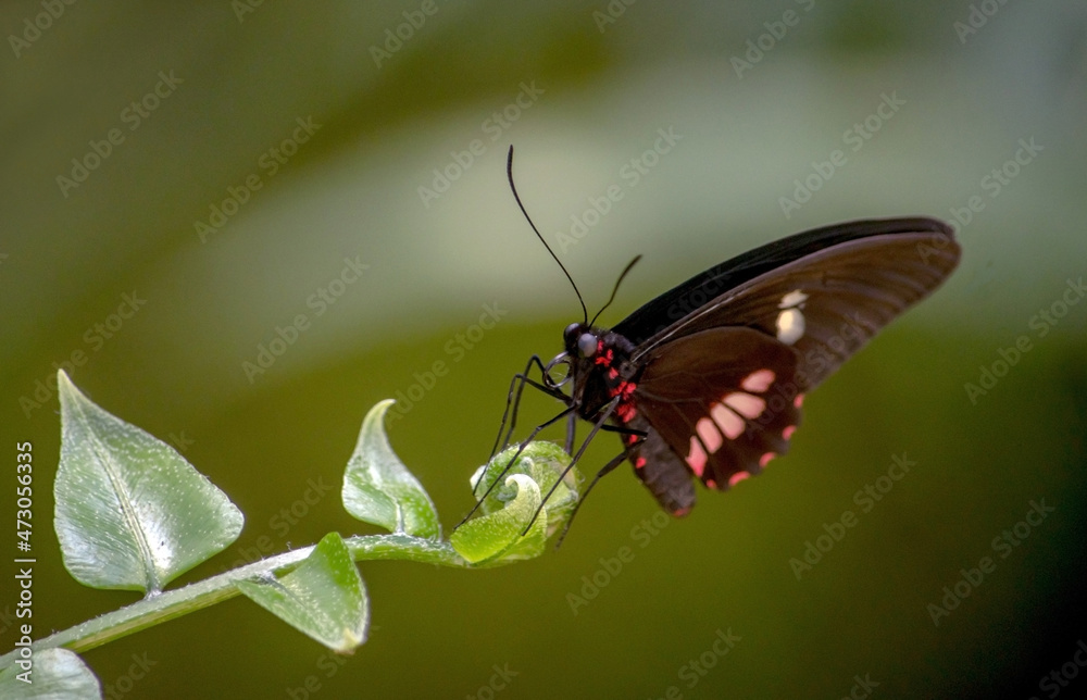 Butterfly on a leaf takes a little break Butterfly on a leaf takes a little break