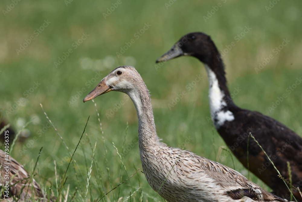 Ducks in grass