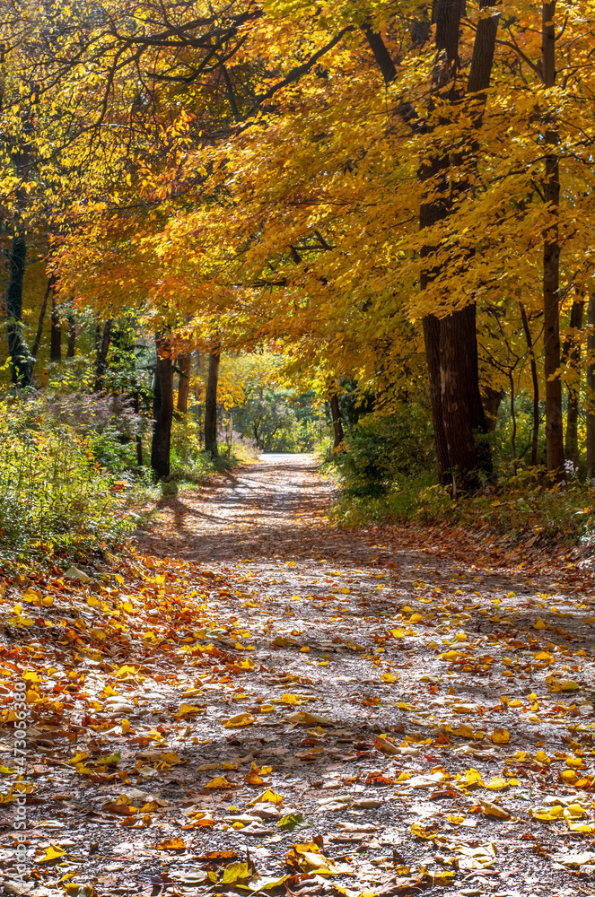 Leafy road in fall