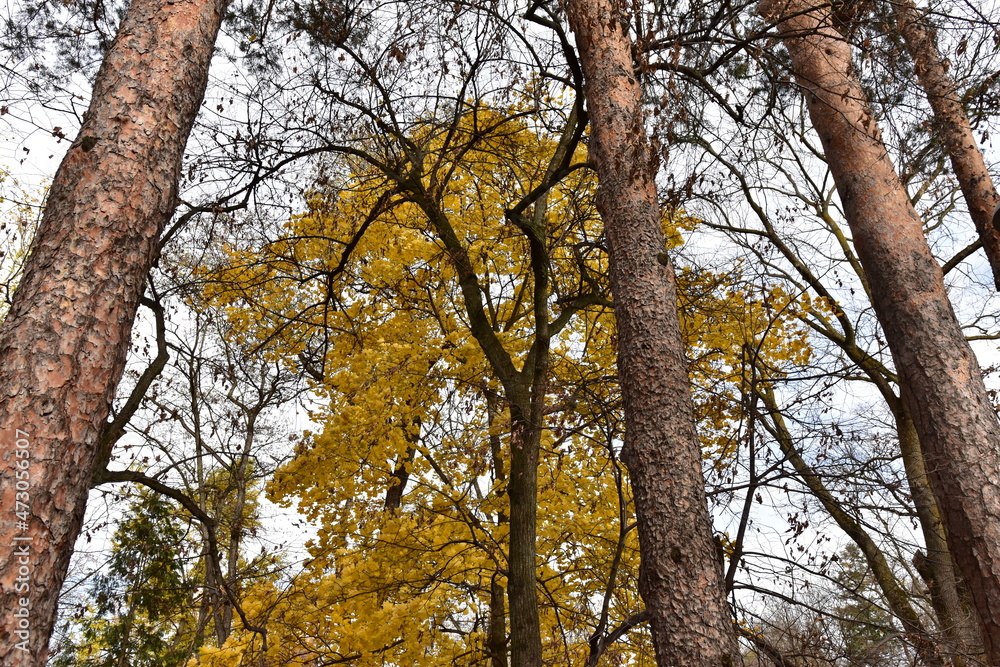 trees in the autumn trees in the autumn