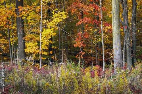  Colorful Michigan woods in fall