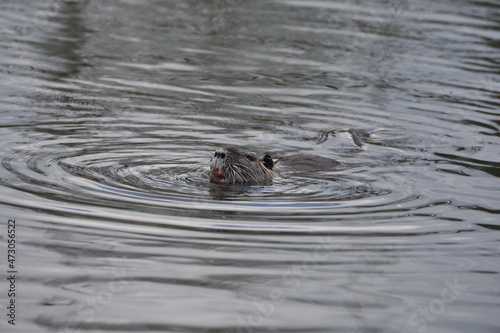 rodent in water