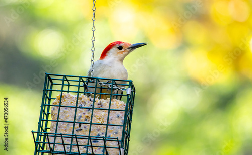 Red bellied woodpecker perched on a suet feeder