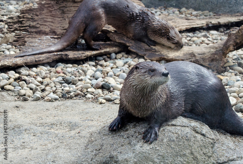Otters playing in a habitat 