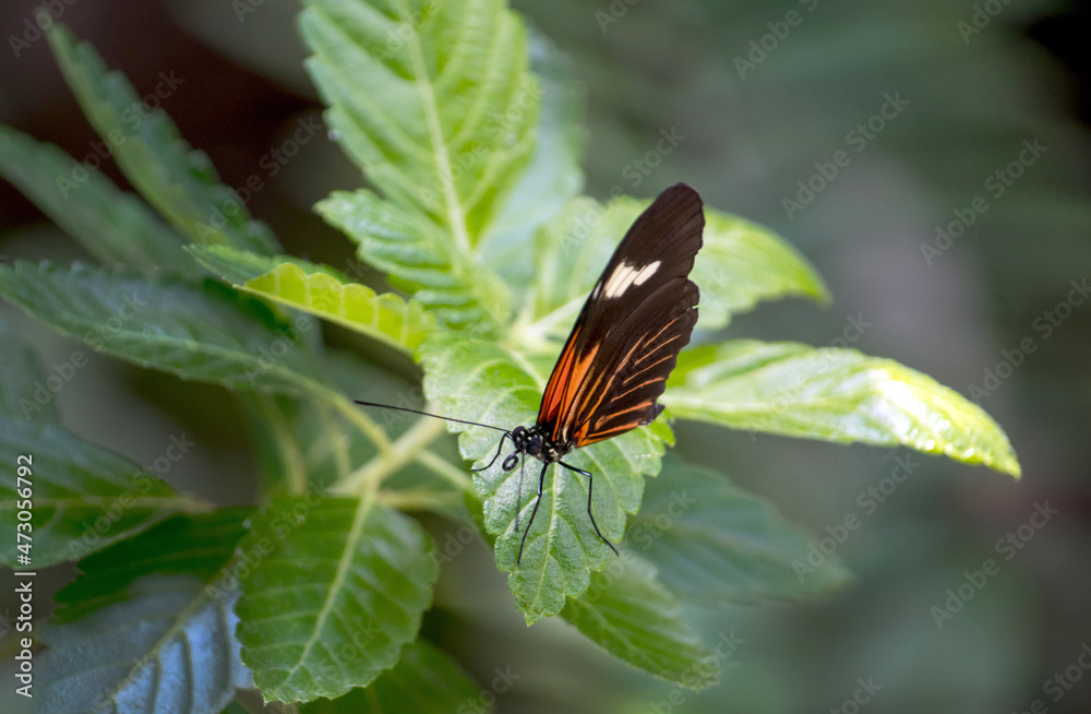 small butterfly on a plant leaf takes time for a little rest and a drink of dew drops small butterfly on a plant leaf takes time for a little rest and a drink of dew drops