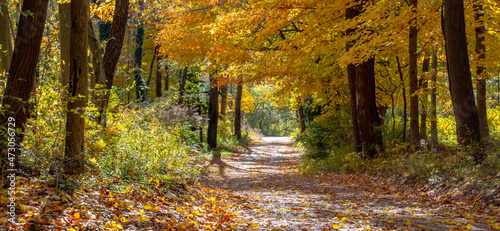 Road through a  colorful Autumn woods in Rural Michigan USA