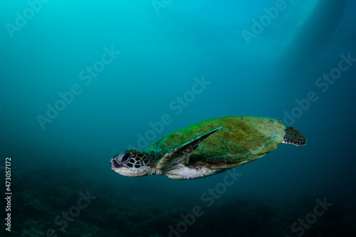 Sea Turtel © michaelgeyer