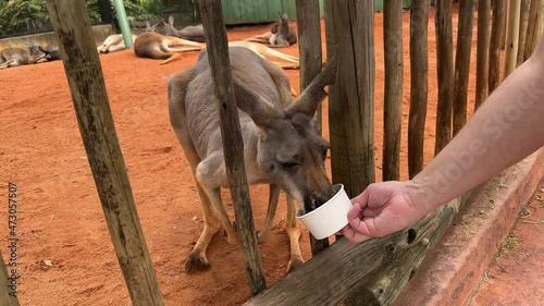 A person feeding a kangaroo in a zoo. photo