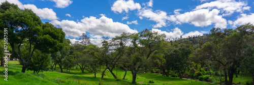 panorama of trees in public park