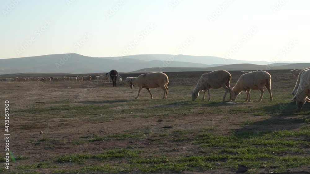 Sheeps graze and walk with bells around their necks on the pasture with donkey. Sheeps graze and walk with bells around their necks on the pasture with donkey.