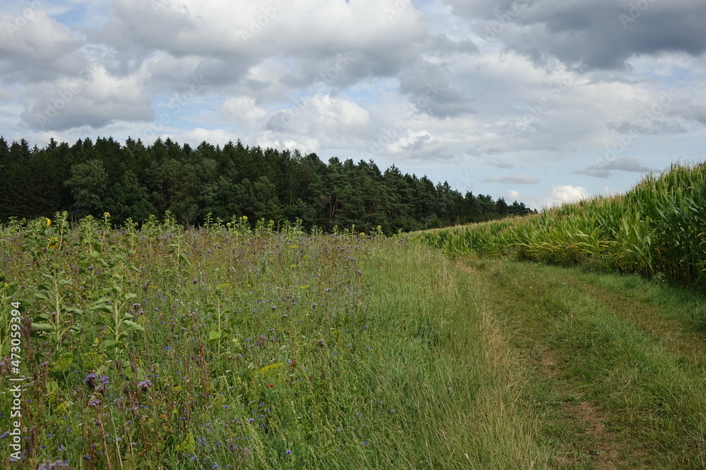 Fields, trail and colourful flowers in the Franconian summer landscape around Aufseß, city with the most breweries per capita worldwide, Aufseß, Upper Franconia, Bavaria, Germany
Fields, trail and colourful flowers in the Franconian summer landscape around Aufseß, city with the most breweries per capita worldwide, Aufseß, Upper Franconia, Bavaria, Germany
