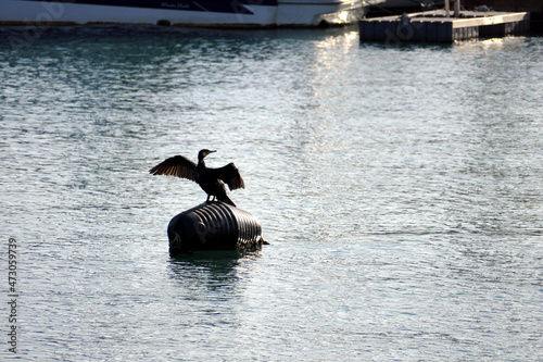 Uccello cormorano sul galleggiante ancorato in mare photo