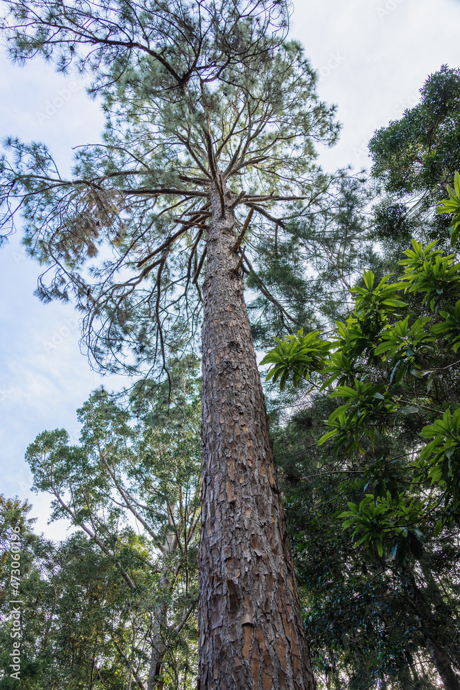 Fototapeta premium Fraser Island 