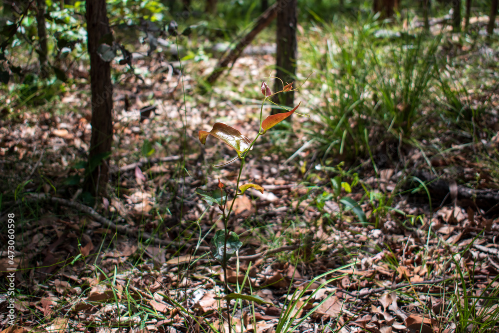 Australian bush - located in Southeast Queensland. Paperbark, gumtree and Wattyl. Featuring tracks, fallen trees and stumps. Australian bush - located in Southeast Queensland. Paperbark, gumtree and Wattyl. Featuring tracks, fallen trees and stumps.
